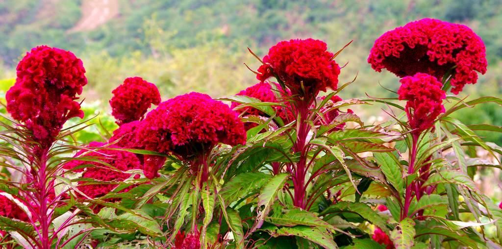 江淳：燃燒的繞龍花（家父祭）