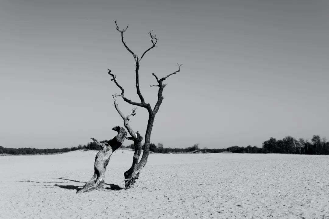 紀(jì)德《田園交響曲》：殺戮和救贖你的人，就在身邊